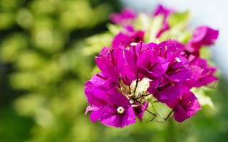 Картинка листья, цветы, яркие, цветение, сиреневые, ветки, боке, розовые