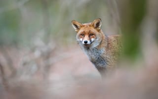 Картинка взгляд, морда, природа, размытый, рыжая, портрет, лиса