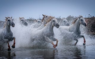 Картинка брызги, конь, водоем, бег, лошадь, стадо, белые