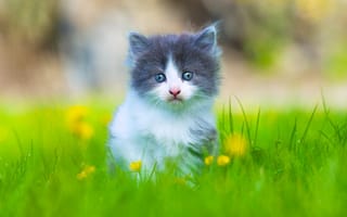 Картинка котёнок, малыш, взгляд, трава