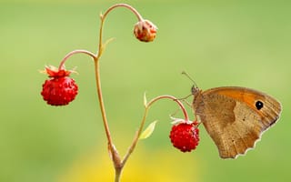 Картинка лето, макро, ягоды, красный, зеленый, бабочка, стебель