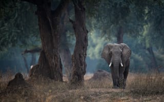 Картинка деревья, слон, Зимбабве