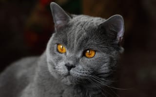 Картинка кошка, Британская короткошёрстная кошка, взгляд, котейка, портрет, мордочка