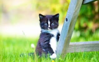 Картинка котёнок, трава, взгляд, малыш, боке