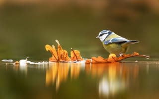 Картинка осень, листья, вода, водоем, птица, отражение, желтый
