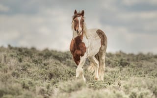 Картинка поле, конь, лошадь, растительность