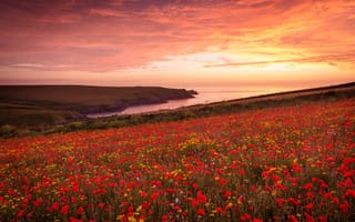 Картинка лето, цветы, маковое поле