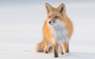 Картинка зима, взгляд, поза, сугробы, снег, морда, природа, лиса