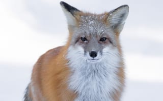 Картинка зима, взгляд, морда, лиса, природа, снег, рыжая, портрет