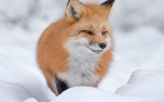 Картинка зима, взгляд, морда, снег, сугробы, портрет, природа, лиса