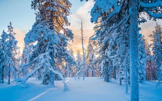 Картинка зима, лес, тайга, снег, Финляндия, Lapland, Лапландия, деревья, Finland