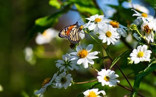 Картинка лето, макро, бабочка, космеи, белые, насекомое, цветы