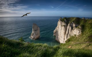 Картинка море, небо, облака, птица, полет, скалы, трава, синева