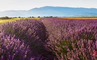 Картинка поле, лето, цветы, небо, природа, Франция, горы, деревья