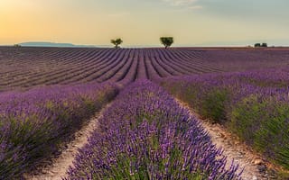 Картинка поле, лето, Франция, утро, цветы, небо, природа, деревья