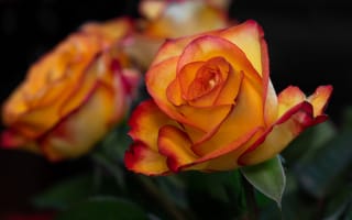 Картинка цветы, оранжевый, розы, темный