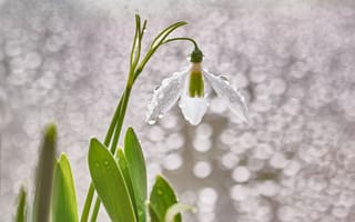 Картинка цветы, весна, подснежники, боке