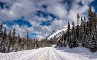 Картинка зима, дорога, ели, лес, снег