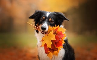 Картинка осень, боке, Екатерина Кикоть, листья, кленовые листья, морда, Бодер-колли, собака