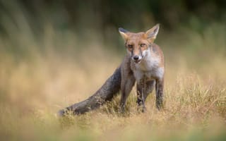 Картинка поле, трава, поза, поляна, взгляд, колоски, природа, морда