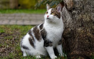 Картинка кошка, трава, поляна, взгляд, кот, деревья, природа, поза