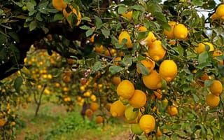 Картинка деревья, лимон, фрукты