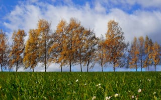 Картинка зелень, осень, природа, облака, листья, деревья, трава, небо