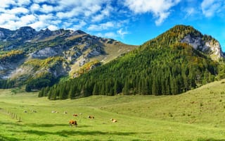 Картинка поле, лес, горы, ели, синева, облака, отдых, свет