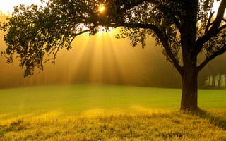 Картинка зелень, лето, трава, свет, лучи, солнце, природа, деревья