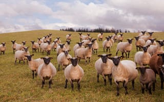 Картинка поле, небо, холмы, взгляд, морда, овцы, облака, трава
