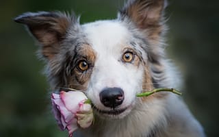 Картинка друг, роза, собака
