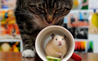 Обои кошка, чашка, мышка