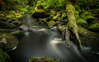 Картинка зелень, лес, камни, ручей, речка, мох