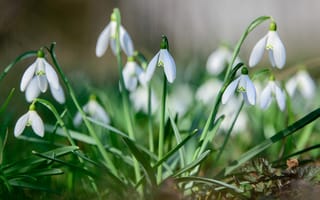 Картинка цветы, весна, белые, подснежники