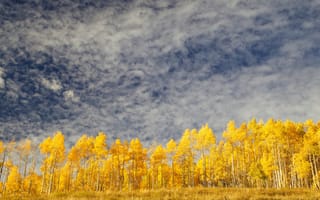 Обои осень, небо, облака, желтые, золотая осень, деревья, осенние