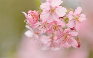 Картинка макро, вишня, сакура, цветки, цветение, боке, весна