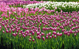 Картинка цветы, поляна, тюльпаны, много, весна, розовые, клумба