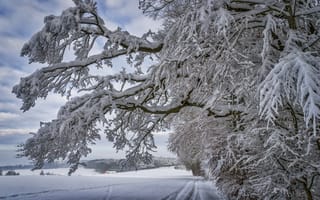 Картинка зима, снег, деревья, пейзаж, тропинка, природа, следы, ветки