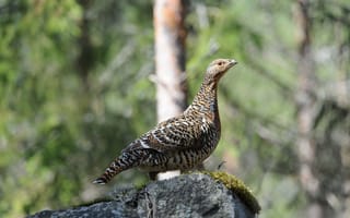 Картинка взгляд, камни, чуткость, настороженность, Самка глухаря обыкновенного (Tetrao urogallus), внимательность