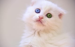 Обои белый котёнок, котёнок, глаза