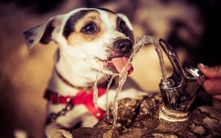 Картинка собака, язык, фонтанчик, жажда, вода