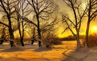 Картинка зима, следы, лес, деревья, утро, солнце, снег