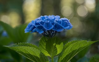 Картинка цветы, синий, гортензия