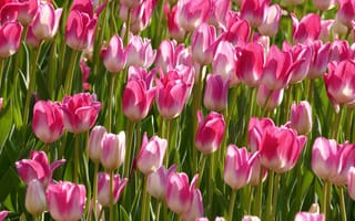 Картинка тюльпаны, розовые, много