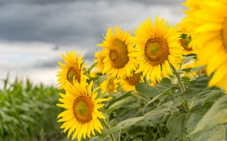 Картинка лето, небо, цветы, подсолнухи