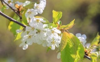 Картинка свет, цветы, ветки, вишня, белые, сакура, весна, цветение