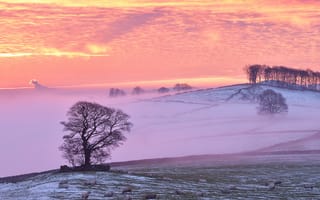 Картинка утро, туман, овцы, зима