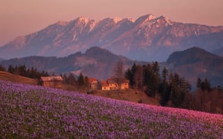 Картинка поле, деревья, цветы, горы, дома, деревня, крокусы, Словения, Альпы