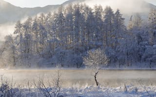 Картинка зима, лес, озеро, снег, деревья, Япония