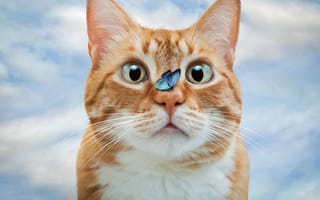 Картинка кошка, кот, фотоарт, взгляд, рыжая, бабочка, фотошоп
